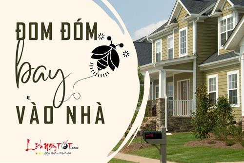 ĐOM ĐÓM BAY VÀO NHÀ là điềm gì, tốt hay xấu, nên làm gì để đón lành tránh dữ?