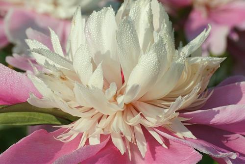 Tử vi thứ 3 ngày 4/6/2024 của 12 con giáp: Tý suôn sẻ, Ngọ nhân hậu