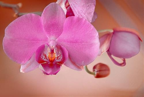 Tử vi thứ 7 ngày 15/6/2024 của 12 con giáp: Sửu dễ mất tiền, Hợi ở hiền gặp phiền