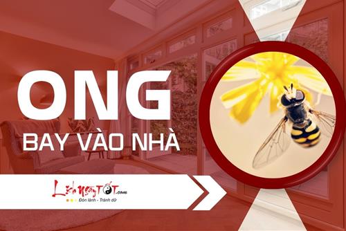 ONG BAY VÀO NHÀ là điềm gì, báo hiệu niềm vui sắp tới hay nguy cơ cận kề?