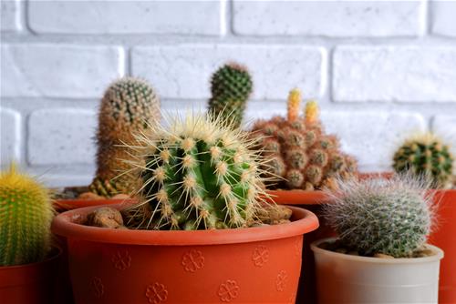 Đừng trồng 3 loại cây này ở ban công, chúng hút sạch tài lộc của nhà bạn!