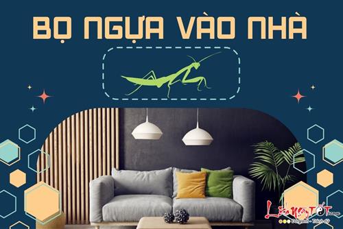BỌ NGỰA vào nhà báo hiệu điều gì, bật mí những dấu hiệu cát lành dễ thấy