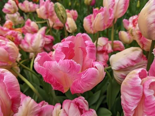 Tử vi Chủ nhật ngày 11/8/2024 của 12 con giáp: Mùi mạnh mẽ, Thân rủng rỉnh