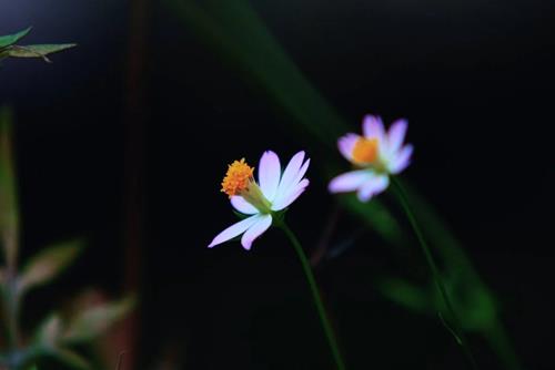 Tử vi thứ 4 ngày 4/9/2024 của 12 cung hoàng đạo: Cự Giải may mắn, Thiên Bình bình yên