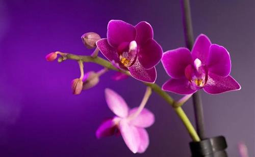 Tử vi thứ 6 ngày 10/10/2024 của 12 cung hoàng đạo: Kim Ngưu gặp may, Hổ Cáp dũng cảm