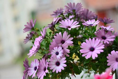 Tử vi thứ 6 ngày 4/10/2024 của 12 con giáp: Tị hạnh phúc, Dần có lộc