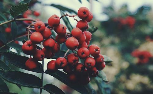 Tử vi thứ 5 ngày 26/9/2024 của 12 con giáp: Dần kiêu ngạo, Ngọ được ưu ái