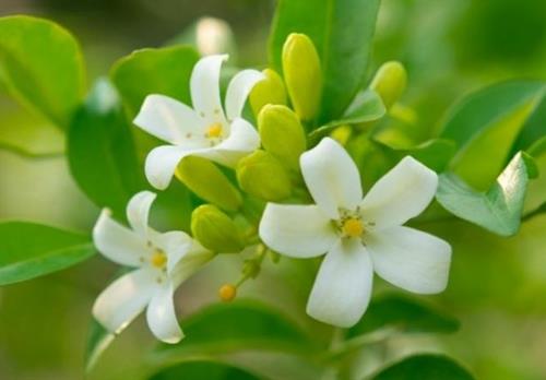 Cây nguyệt quế phong thủy: biểu tượng cho vinh quang và địa vị xã hội của giới thượng lưu.