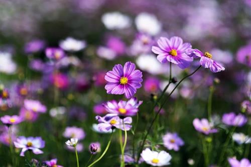 Tử vi thứ 6 ngày 7/2/2025 của 12 con giáp: Mão đào hoa, Thìn phạm sai lầm