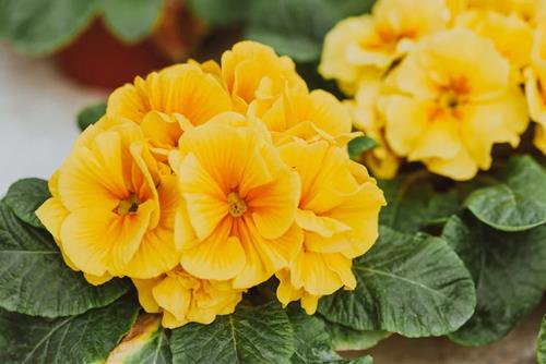 Tử vi thứ 7 ngày 18/1/2025 của cung hoàng đạo: Kim Ngưu bình yên, Thiên Bình vui vẻ