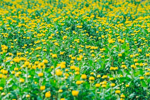 Tử vi thứ 5 ngày 30/1/2025 của 12 con giáp: Mùng 2 Tý no lộc, Dậu đắt hàng