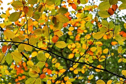 Tử vi tuần mới của 12 con giáp từ 3 - 9/2/2025: Những ngày đi làm sau Tết ai hứng khởi nhất?