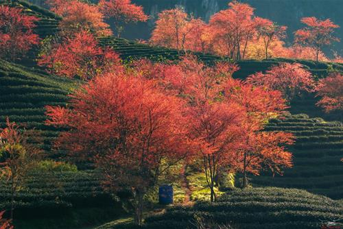 Tử vi tuần mới của 12 con giáp từ 27/1-2/2/2025: Năm mới Tị tốt số, Mùi lộc lá