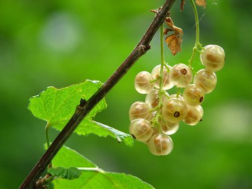 Tử vi Chủ nhật ngày 19/10/2025 của 12 con giáp: Tý bế tắc, Tị thư giãn