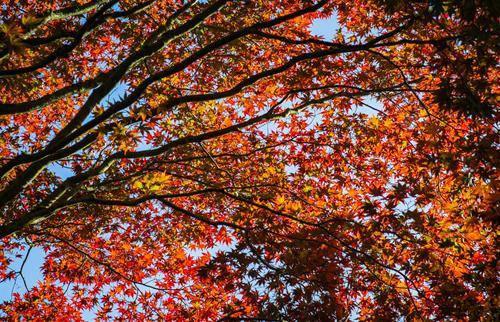 Tử vi thứ 5 ngày 30/10/2025 của 12 con giáp: Sửu rạng rỡ, Dần nhiều lộc