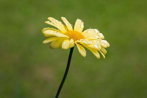 Tử vi Chủ nhật ngày 12/10/2025 của 12 con giáp: Sửu phấn chấn, Tý may mắn