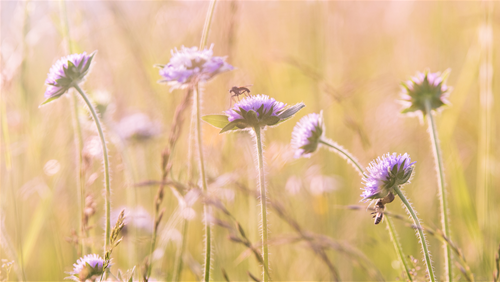 Tử vi thứ 6 ngày 10/10/2025 của 12 con giáp: Thân cực vượng, Mão thất thoát