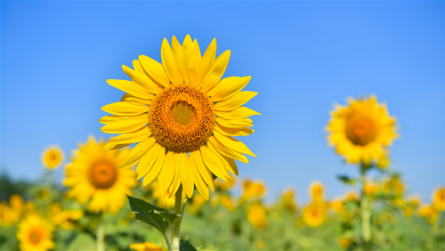 Tử vi thứ 6 ngày 21/11/2025 của 12 con giáp: Tuất vượng lộc, Ngọ thất thoát