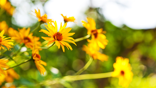 Tử vi thứ 6 ngày 12/12/2025 của 12 con giáp: Hợi tỏa sáng, Dậu gặp khó