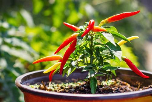 Trồng 1 cây cũng đủ GIÀU - Mách bạn 3 vị trí trồng cây Ớt trong nhà cực TỐT, cứ trồng là lắm lộc lá, thu hút mọi điều LÀNH