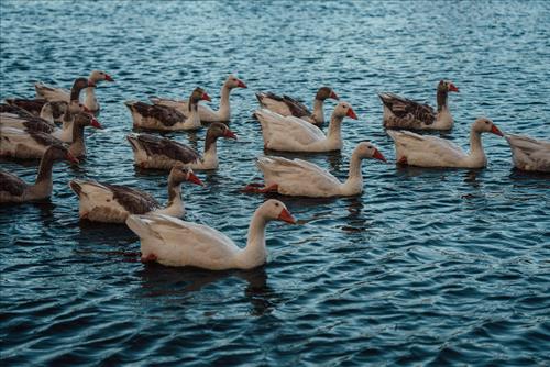 Tử vi thứ 7 ngày 20/12/2025 của 12 con giáp: Đầu tháng Dần có tiền, Hợi bất ổn