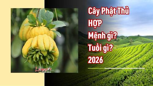 Người tuổi gì, mệnh gì HỢP bày cây Phật Thủ trong nhà năm 2026? Ước gì được nấy, tài lộc vô song