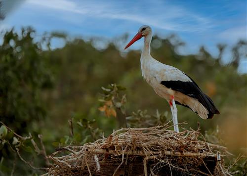 Tử vi thứ 3 ngày 23/12/2025 của 12 con giáp: Sửu gặp sóng gió, Ngọ thuận lợi