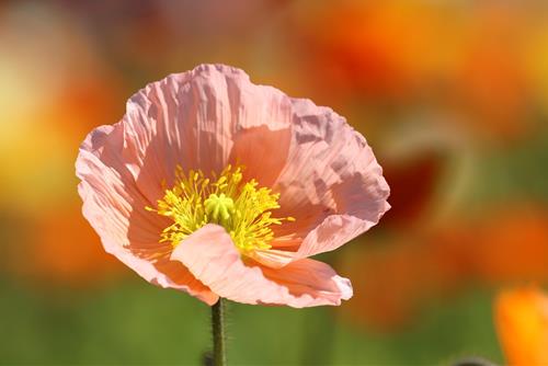 Tử vi Chủ nhật ngày 4/1/2026 của 12 con giáp: Mão đại phát, Tị hiếu thắng