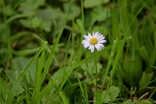 Tử vi thứ 4 ngày 7/1/2026 của 12 con giáp: Sửu vượng phát, Mão bận rộn