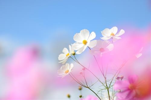 Tử vi tuần mới từ 19-25/1/2026 của 12 con giáp: Tý dễ bị lừa, Hợi nhiều may mắn