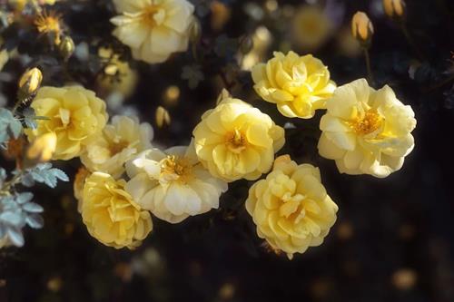 Tử vi thứ 2 ngày 24/2/2025 của 12 con giáp: Sửu nhiều lộc, Tị bình yên