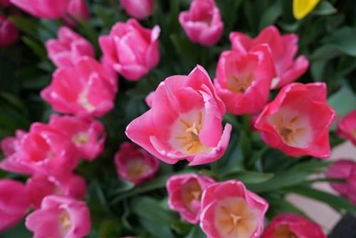 Tử vi thứ 6 ngày 14/2/2025 của 12 cung hoàng đạo: Ai tình yêu như ý?