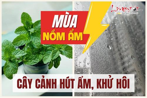 Mùa nồm ẩm đến rồi – Trồng ngay 11 loại cây KHẮC TINH của trời nồm, giúp hút ẩm khử hôi cực nhanh còn mang tới điềm lành