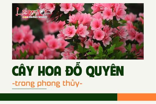 Cây hoa đỗ quyên trong phong thủy: Biểu tượng của may mắn mà gia đình nào cũng nên trồng