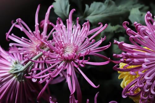 Tử vi thứ 4 ngày 26/2/2025 của 12 con giáp: Dậu may mắn, Thân dễ ốm vặt