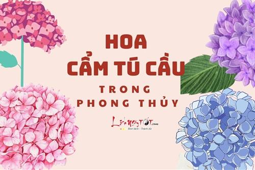 Hoa cẩm tú cầu trong phong thủy: Hoa đẹp, ý nghĩa hay nhưng nên thận trọng khi sử dụng
