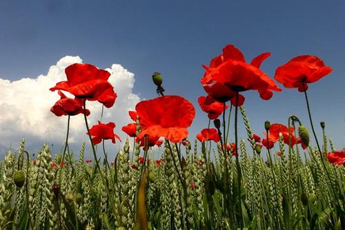 Tử vi tuần mới của 12 cung hoàng đạo 3-9/3/2025: Sư Tử suôn sẻ, Nhân Mã lạc quan