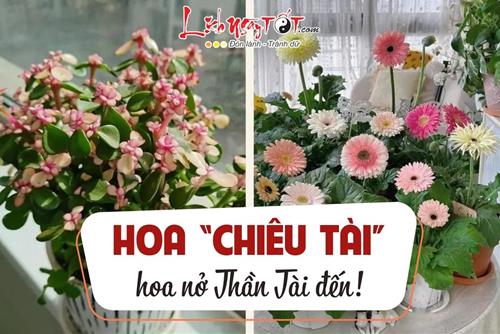 5 loại hoa CHIÊU TÀI, dù nghèo đến đâu cũng nên trồng một chậu trong nhà – Hoa nở Thần Tài đến!
