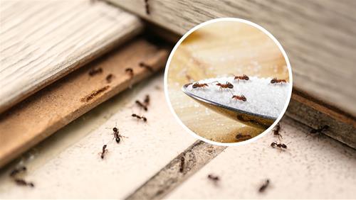 Giải mã hiện tượng Kiến bò vào nhà: Linh ứng cho vận MAY hay điềm báo vận XUI?