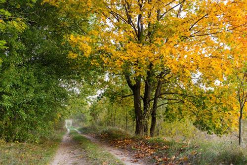 Tử vi thứ 7 ngày 29/3/2025 của 12 cung hoàng đạo: Thiên Bình tử tế, Song Ngư quá sức