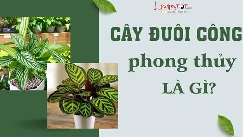 Cây đuôi công phong thủy: Thu hút tài lộc và tạo cảm giác thư thái, truyền cảm hứng cho công việc