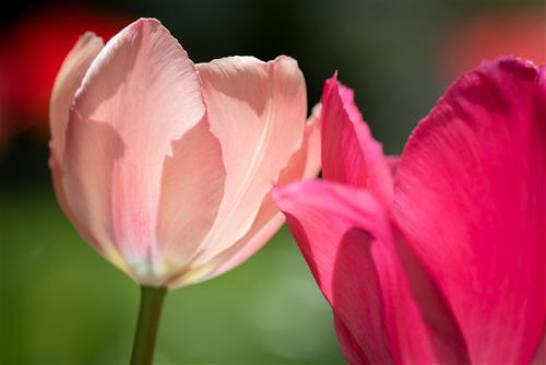 Tử vi tuần mới của 12 con giáp từ 10-16/3/2025: Sửu nhiều tiền, Dần đa tài đa nghệ