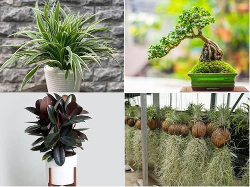 Cây phong thủy cải thiện sức khỏe 12 chòm sao: Ai cần loại cây có sự an tĩnh, ai thích sự phá cách?