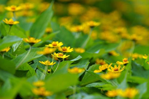 Tử vi thứ 5 ngày 17/4/2025 của 12 con giáp: Dậu lắm lộc, Hợi thị phi