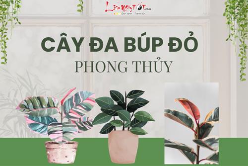 Cây đa búp đỏ phong thủy: dễ sống, dễ trồng nhưng lại quá nhiều lợi ích tốt đẹp