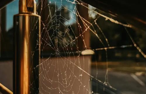 Côn trùng xuất hiện báo hiệu điều gì? Gián, muỗi, nhện mỗi loài mang một ý nghĩa khác biệt