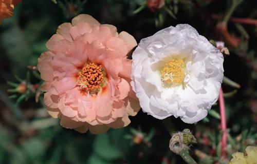 Tử vi tuần mới của 12 con giáp (19-25/5/2025): Tý nhàm chán, Hợi tốn tiền