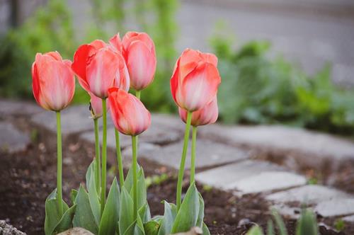 Tử vi thứ 7 ngày 5/4/2025 của 12 cung hoàng đạo: Song Tử thất vọng, Song Ngư vui vẻ