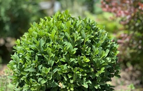 6 loại cây này canh "GIỮ" nhà cực đỉnh, vừa đuổi TÀ tránh HUNG lại giữ LỘC cho gia chủ