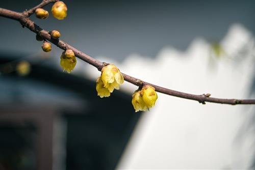Tuổi Dần hôm nay